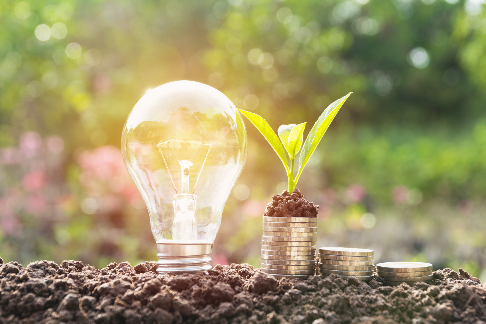 Energy saving light bulb and tree growing