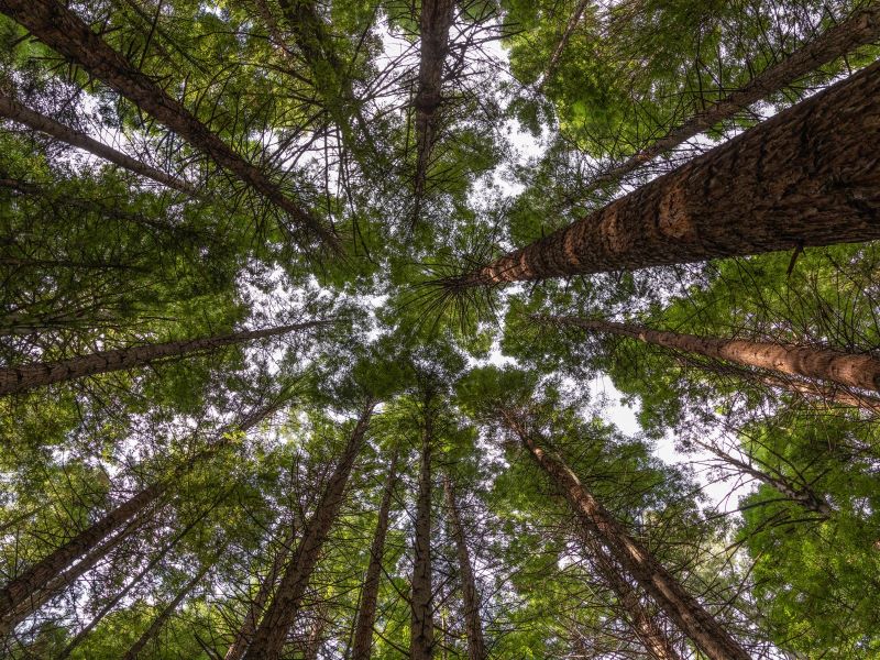 Redwoods, Whakarewarewa forest, Rotorua