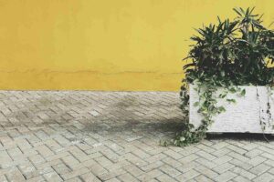 Green leafy plant in a white pot placed on stylish paving