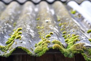 moss and lichen on roof
