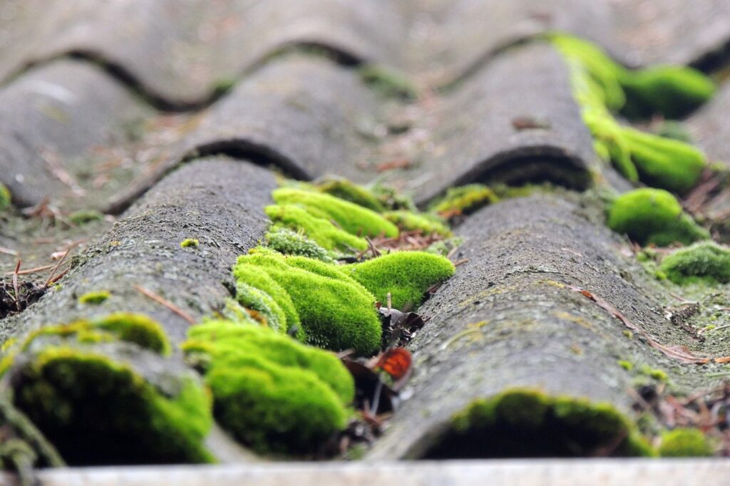 moss on roof closeup