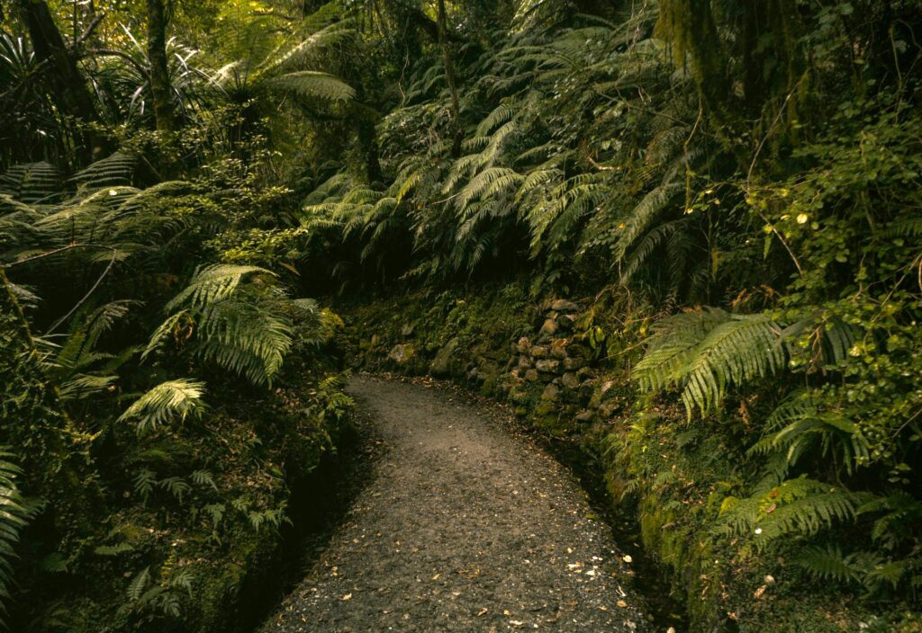 native New Zealand planting